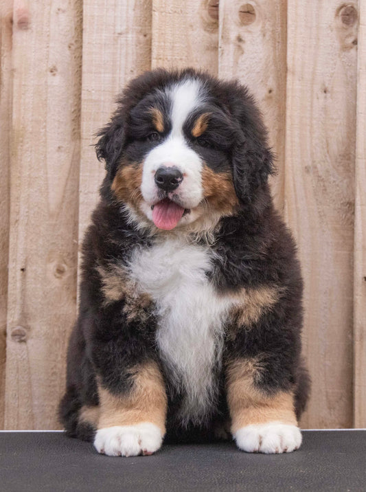 BERNESE MOUNTAIN DOG