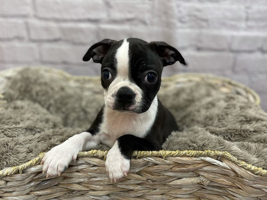 Boston Terrier