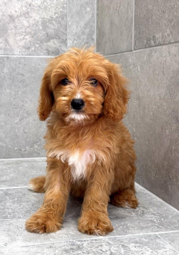 Cavapoo