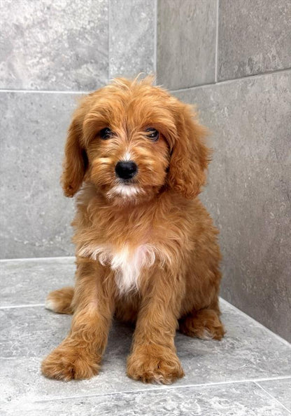 Cavapoo