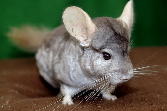 Chinchilla