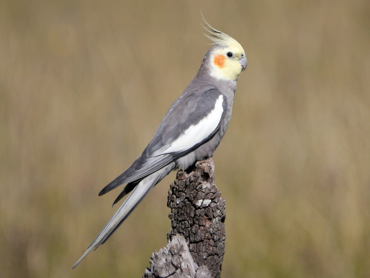 Cockatiel