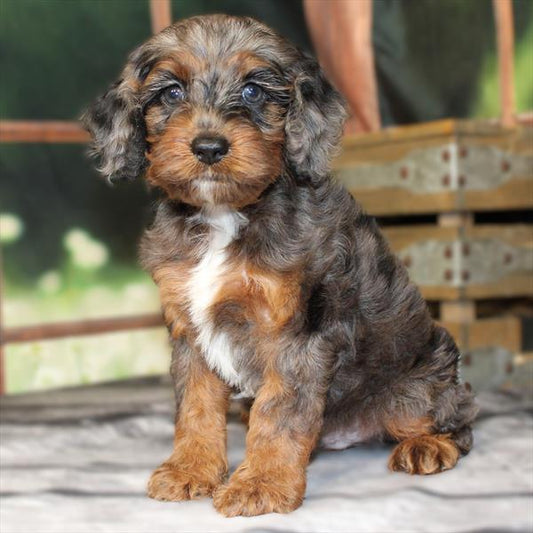 COCKAPOO