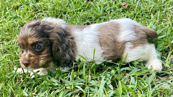 Cocker Spaniel