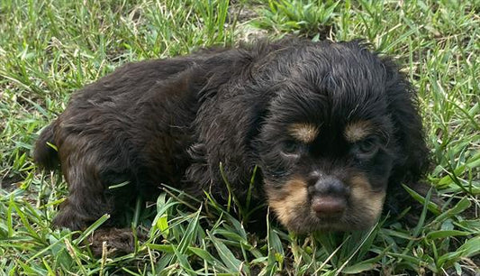 Cocker Spaniel