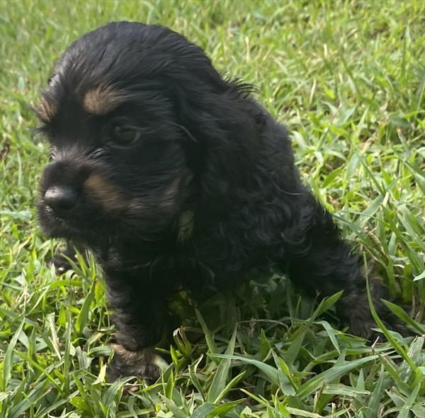 Cocker Spaniel
