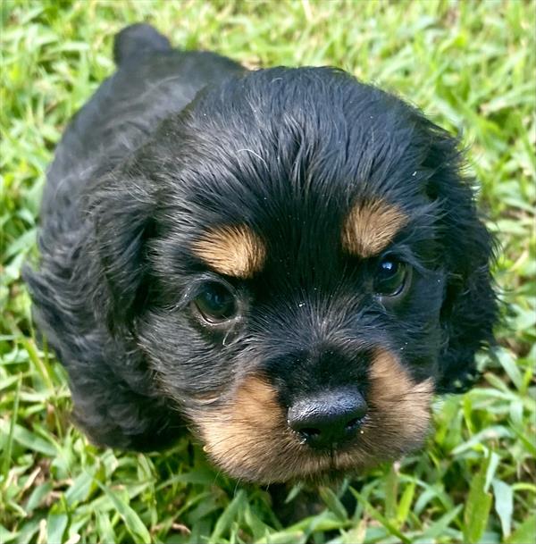 Cocker Spaniel