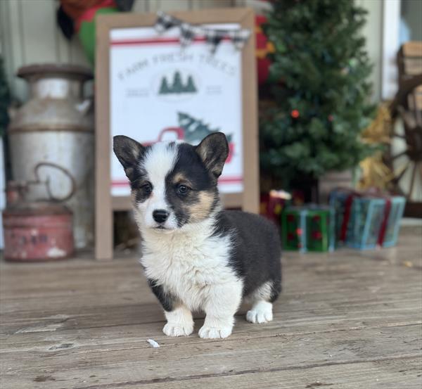 Cardigan Welsh Corgi/Pembroke Welsh Corgi