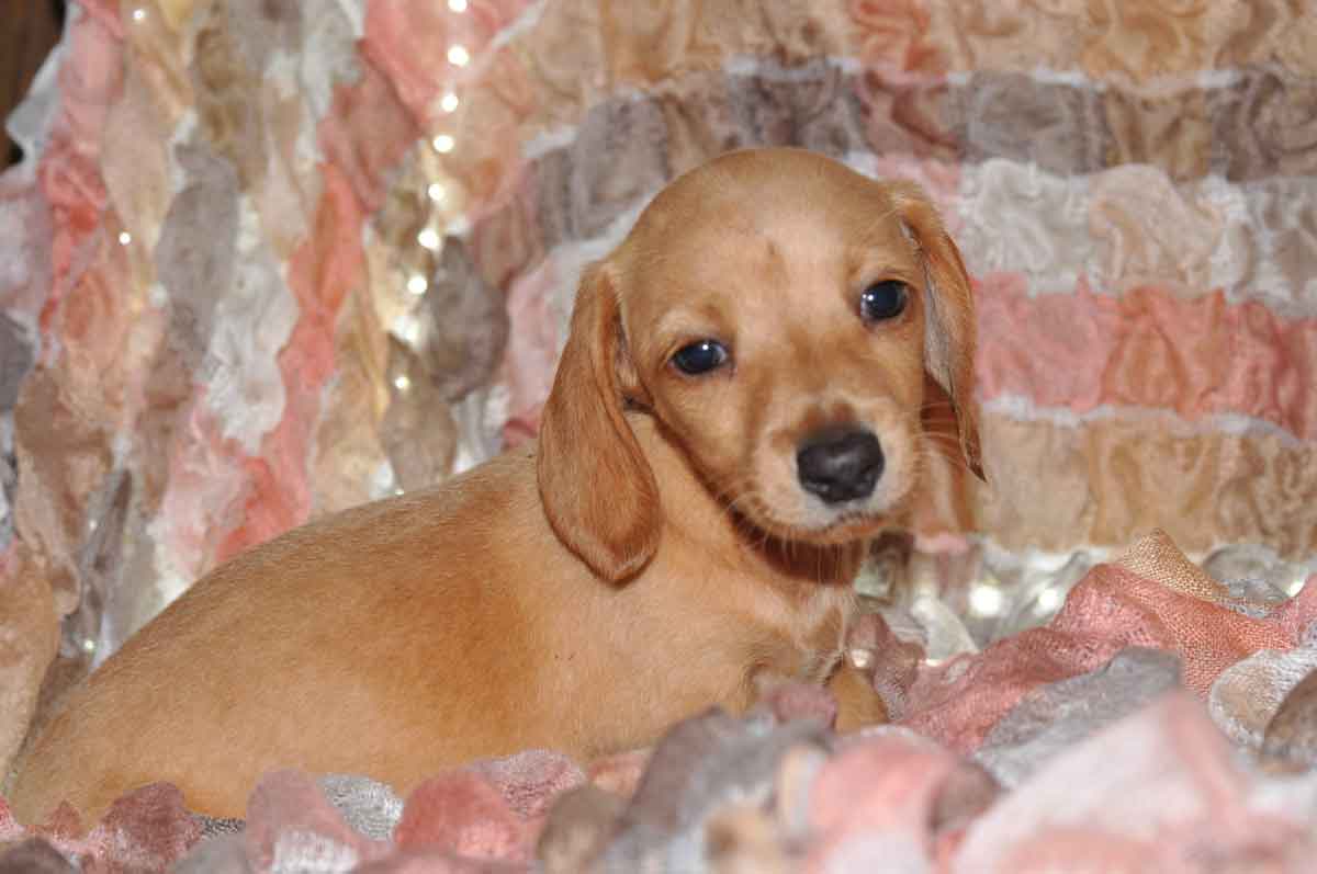 Mini Dachshund