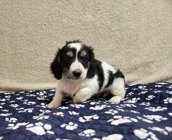 Mini Dachshund
