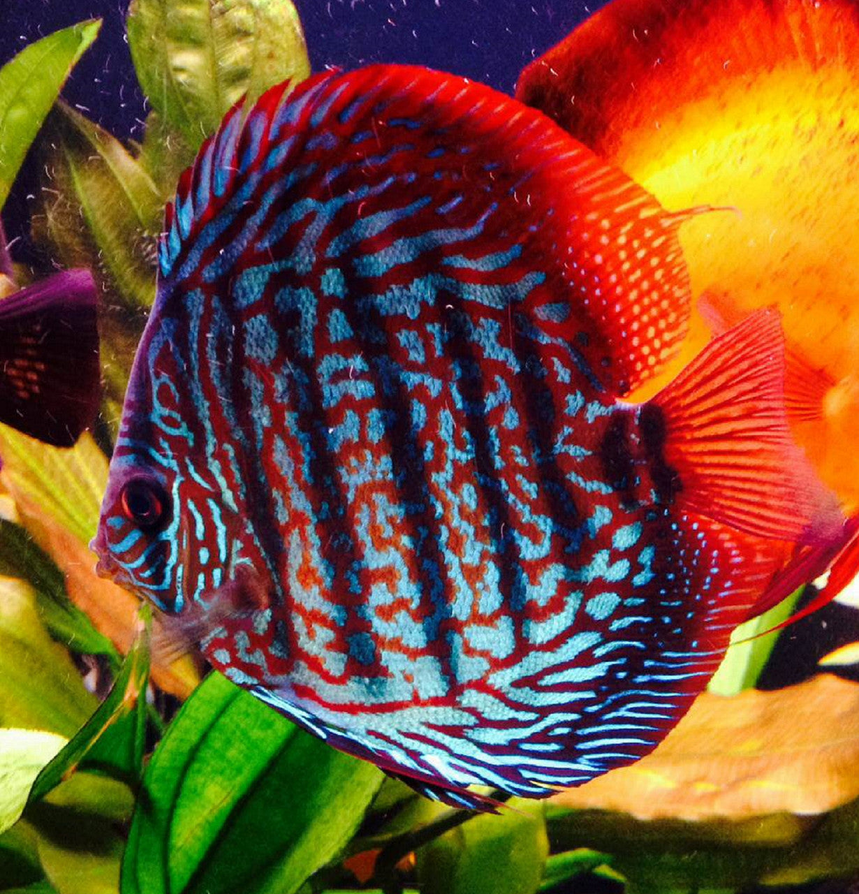 Discus – PET KINGDOM