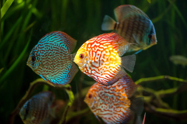 Discus Pet Discus – PET KINGDOM