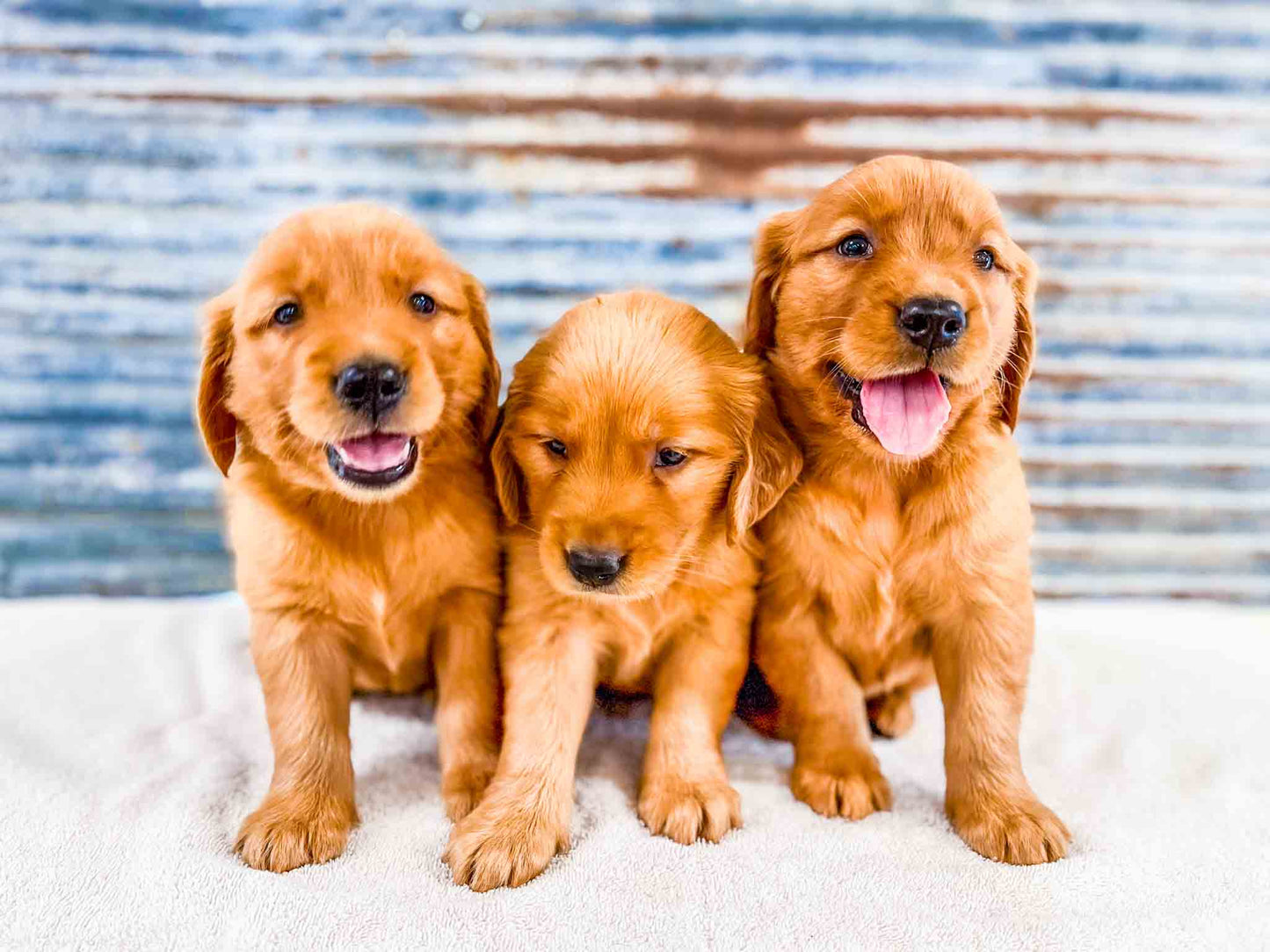 GOLDEN RETRIEVER