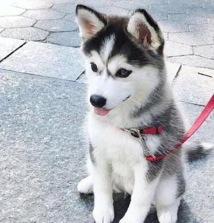 Siberian Husky