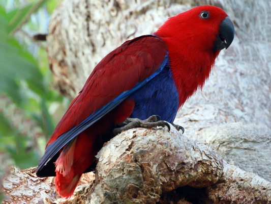 Eclectus