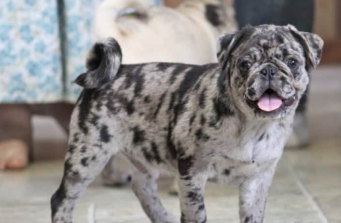 PUGGLE