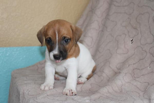Jack Russell