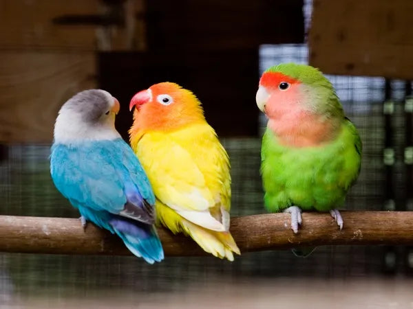 Love Birds