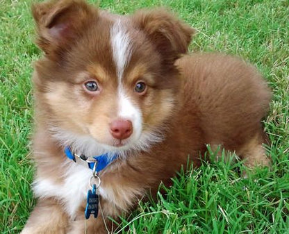 Mini Australian Shepherd