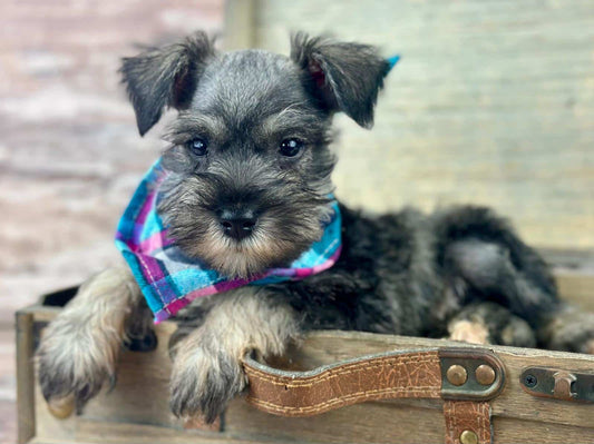 Mini Schnauzer