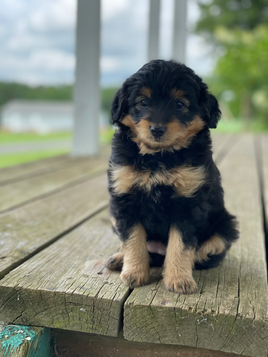 Mini AussieDoodle