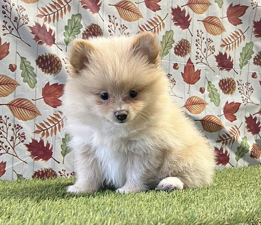 Pomeranian