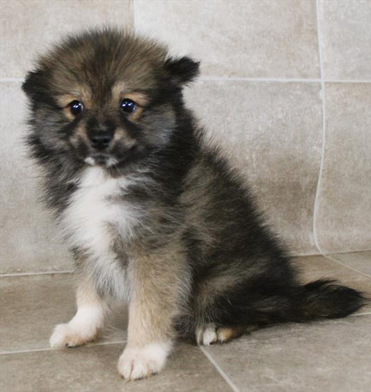 Pomeranian
