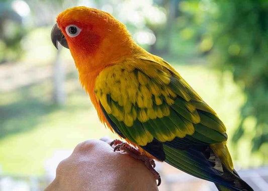 Sun Conure