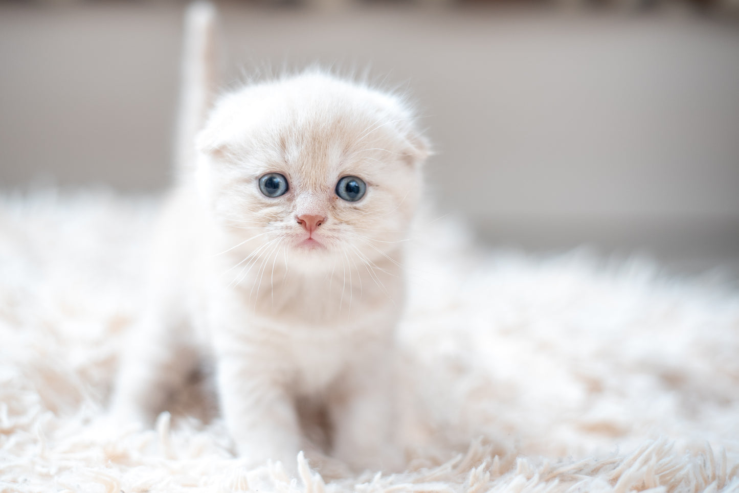 Scottish Fold