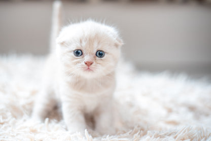 Scottish Fold