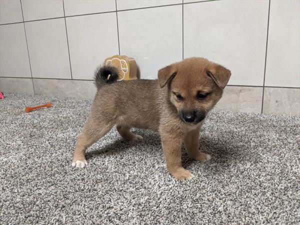 SHIBA INU