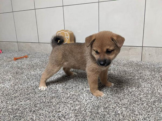SHIBA INU