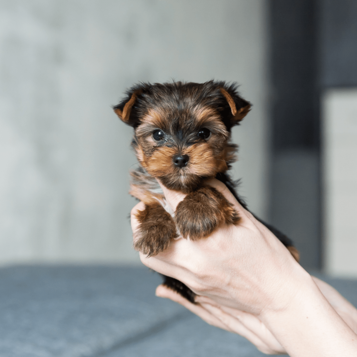 Yorkshire Terrier