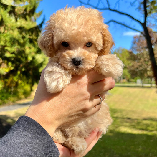 Toy Poodle