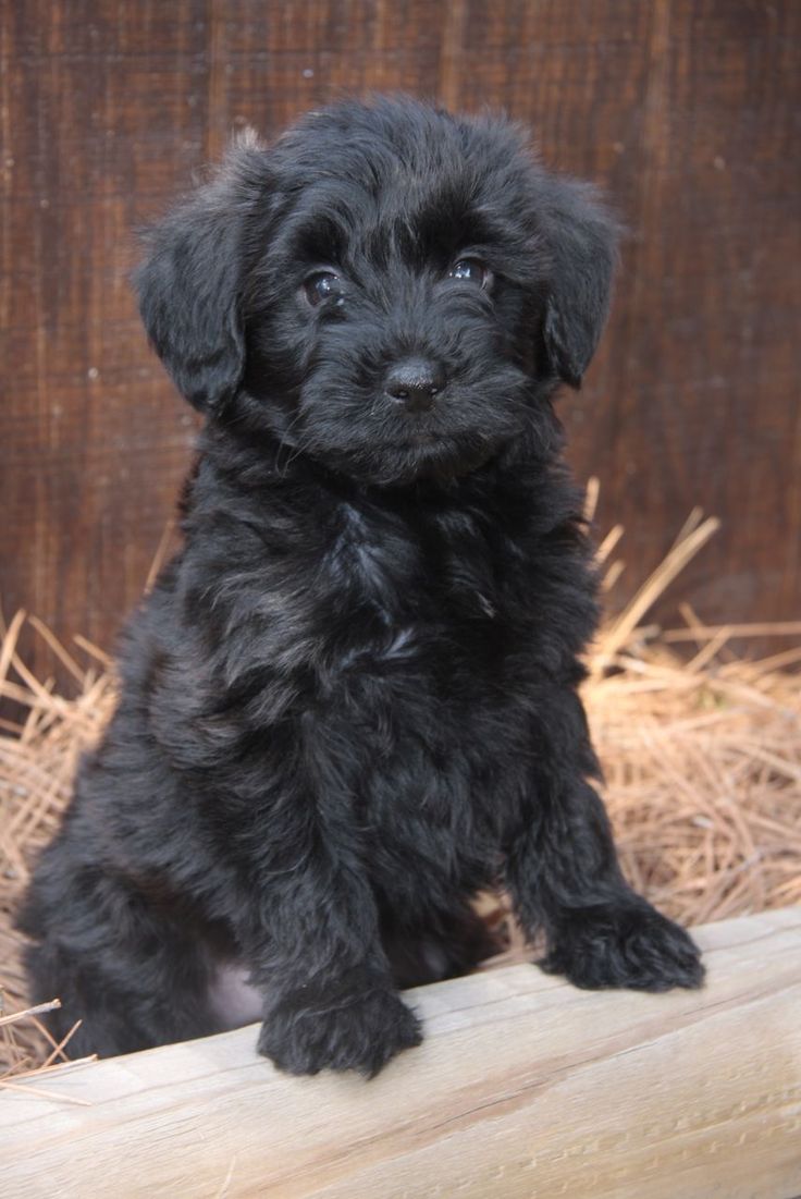 YORKIEPOO