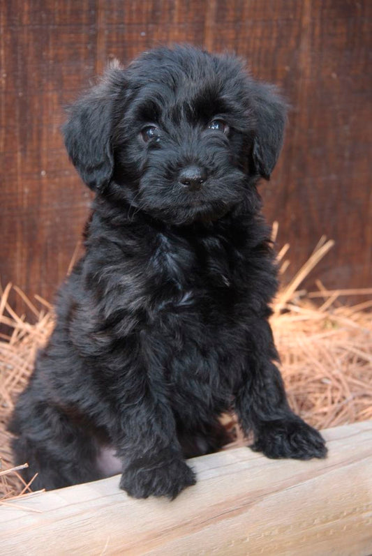 YORKIEPOO